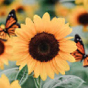 Meet your Posher, Hailie